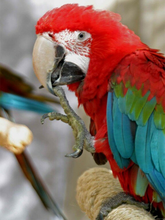 parrot-talk