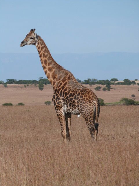 19-another-giraffe