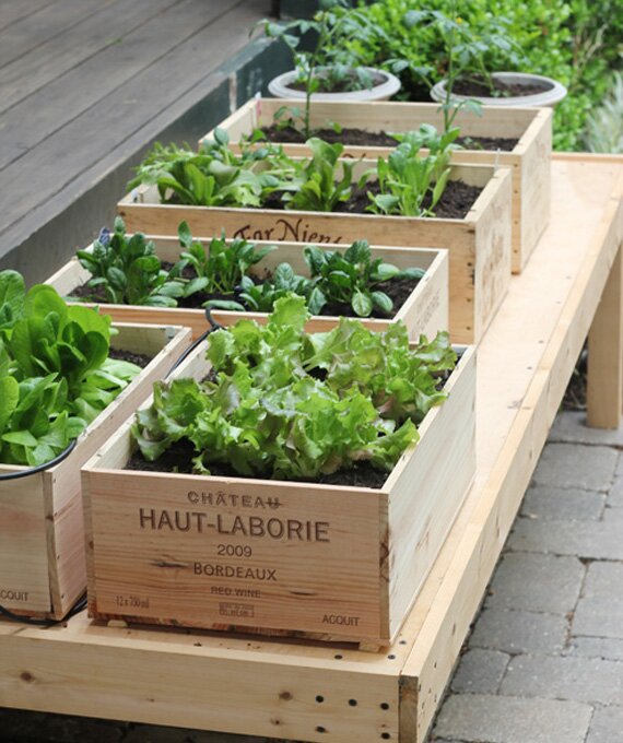 urban-farming-wine-box-garden