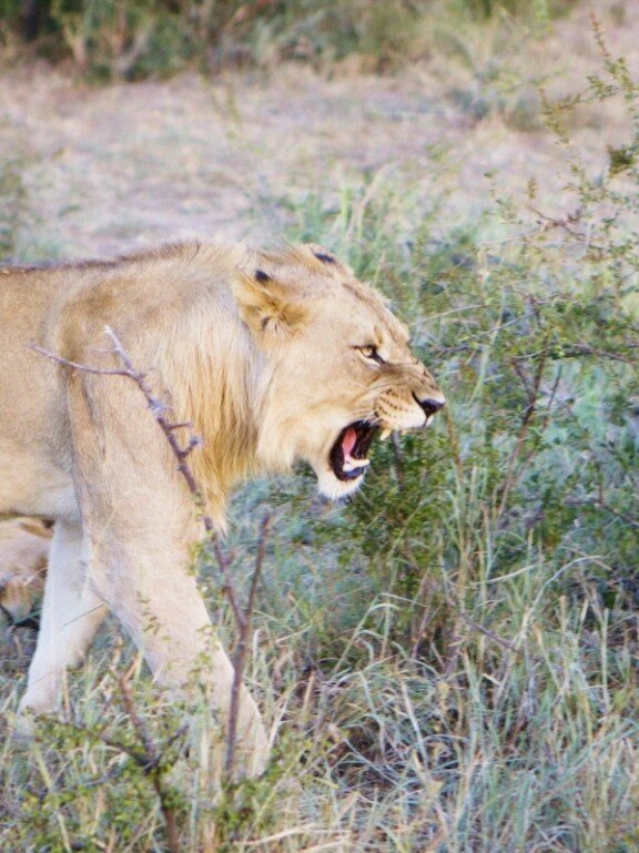 a roaring time at the Tau Game Lodge
