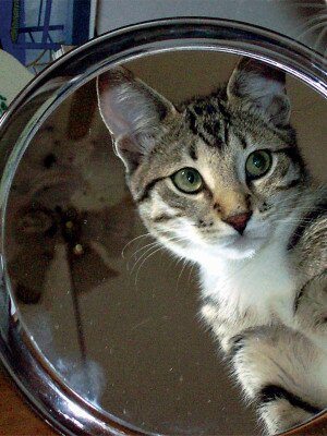 cat-mirror
